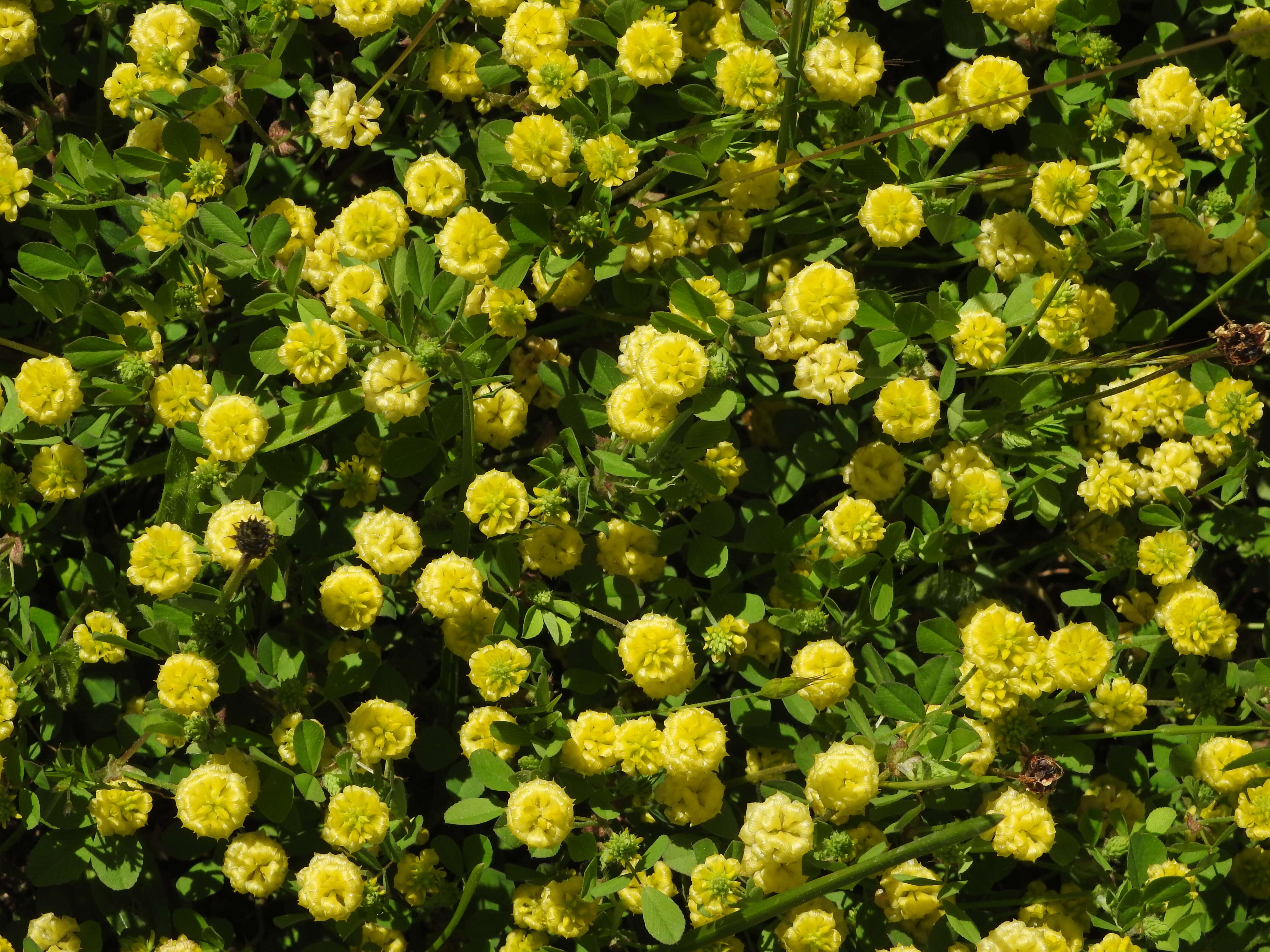 Image of field clover