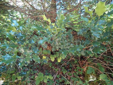 Image of English holly