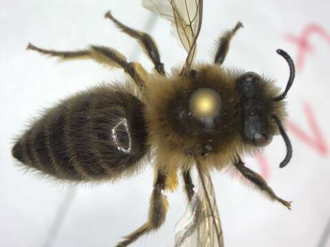 Colletes cunicularius (Linnaeus 1761) resmi