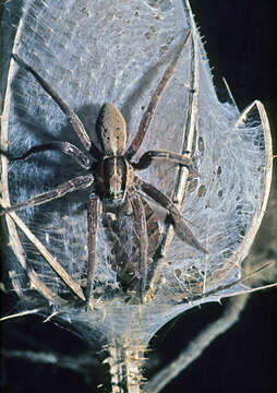 Image of Dolomedes minor L. Koch 1876