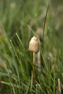 Plancia ëd Psilocybe semilanceata (Fr.) P. Kumm. 1871