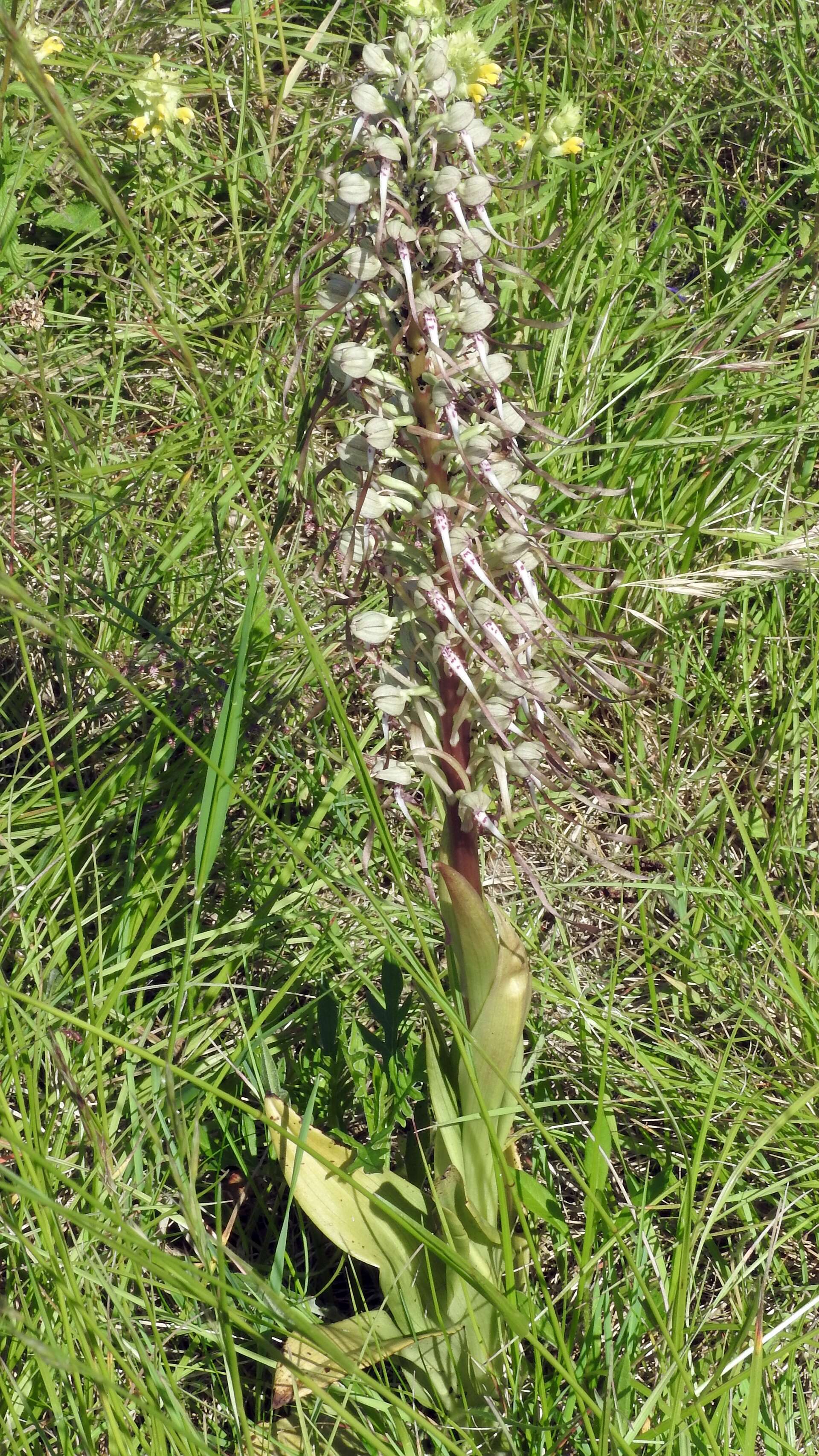 Himantoglossum hircinum (L.) Spreng. resmi