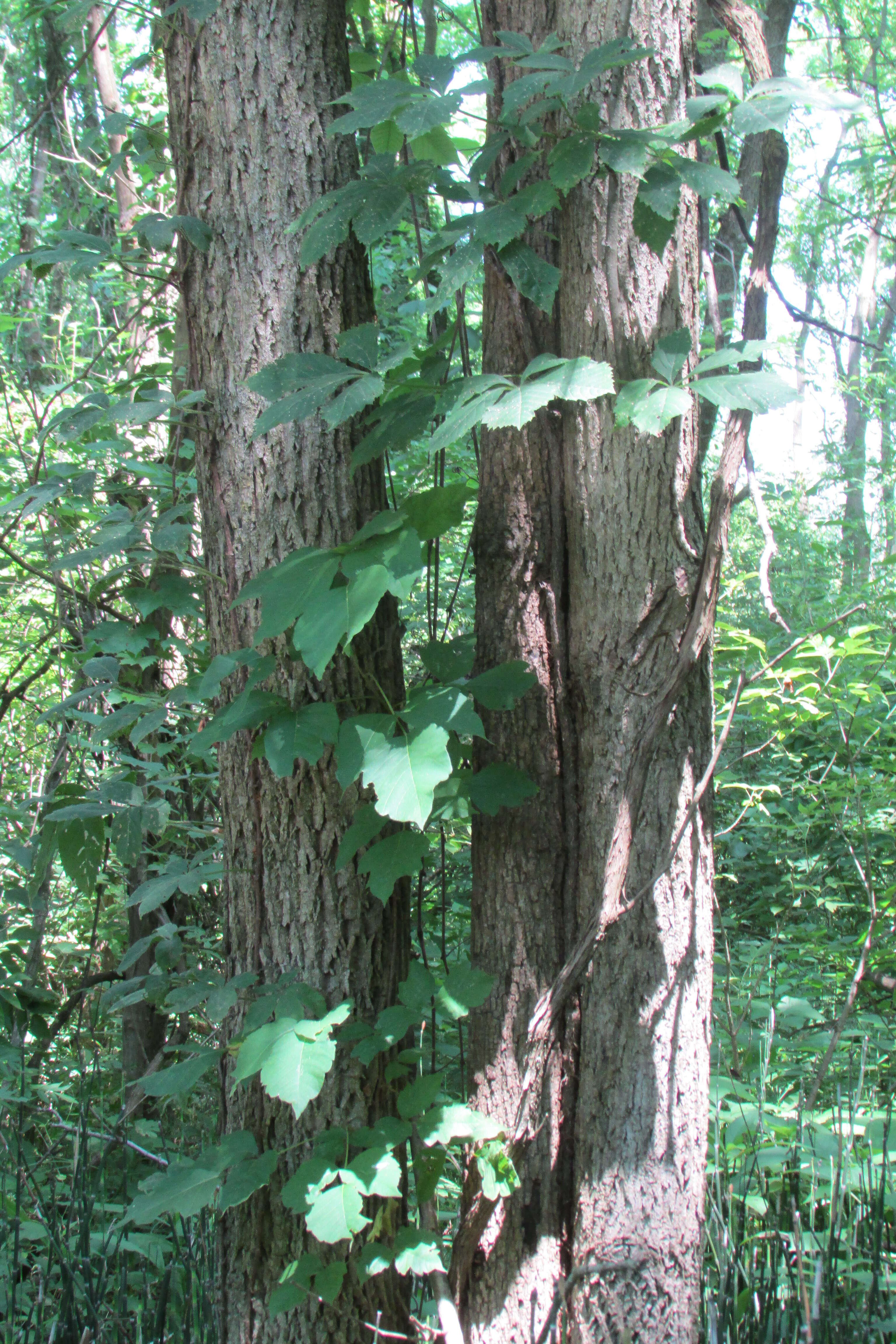 Image of Virginia creeper