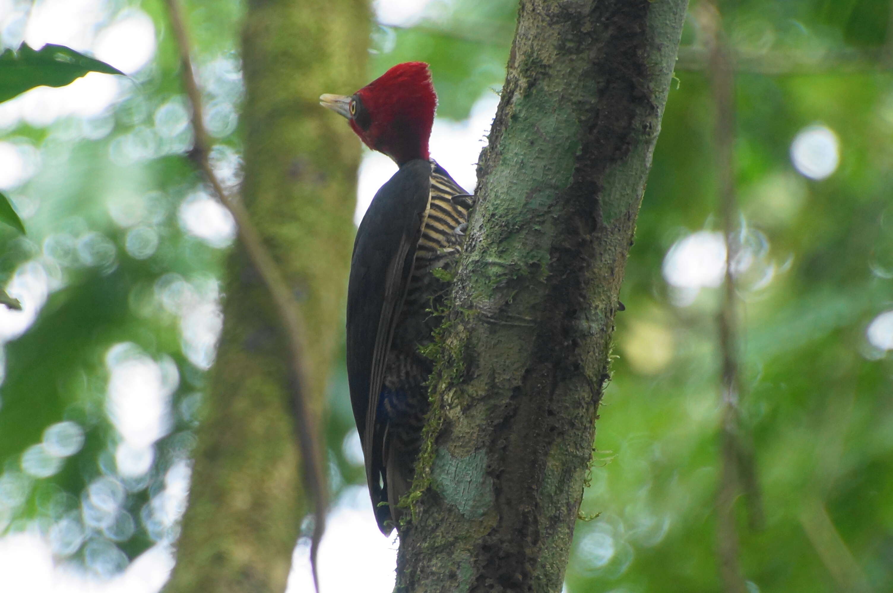 Image of Lineated Woodpecker