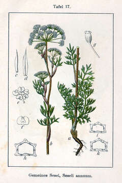 Image of Seseli annuum L.