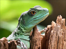 Image of Green Basilisk