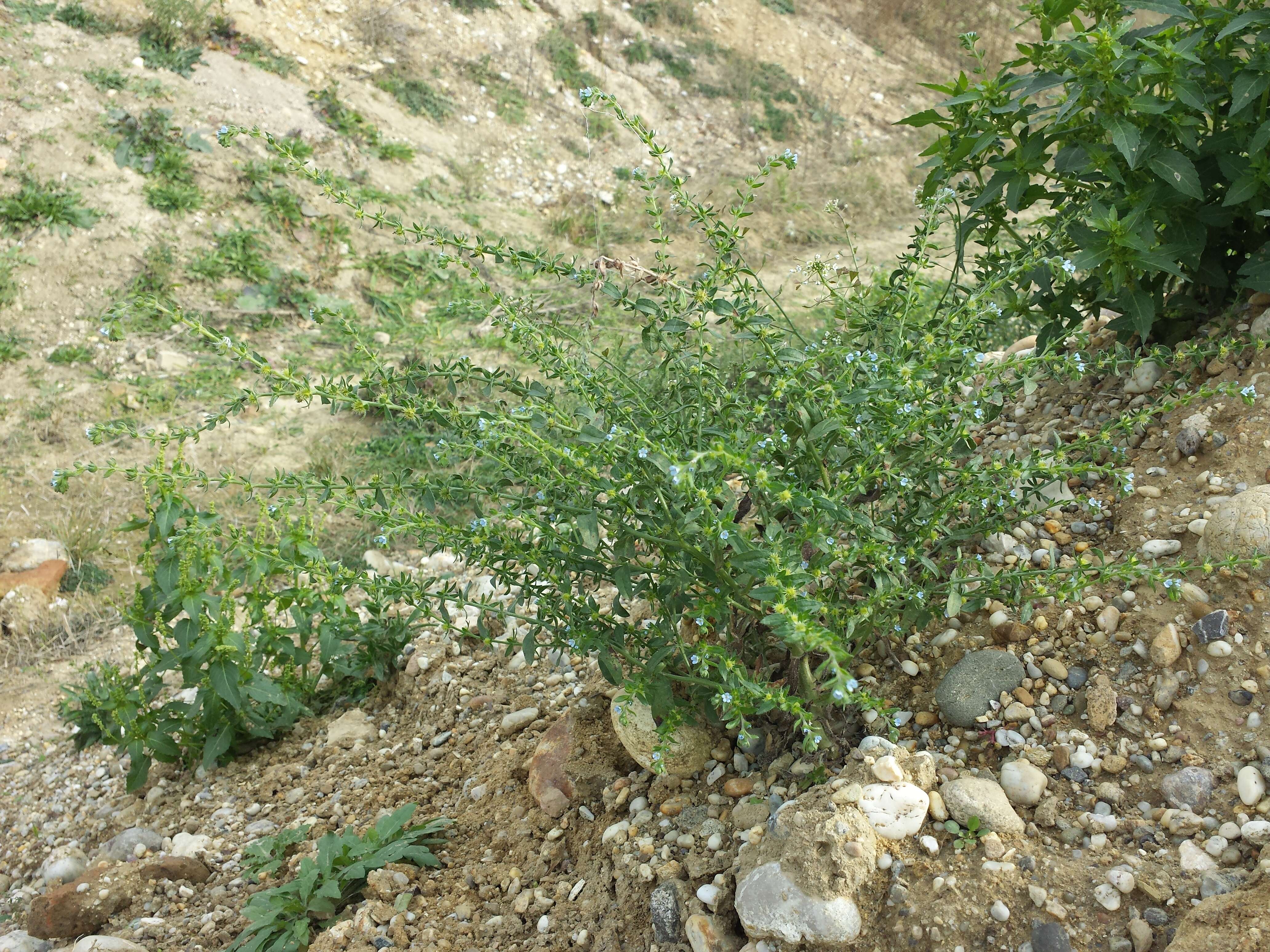 Image of European stickseed
