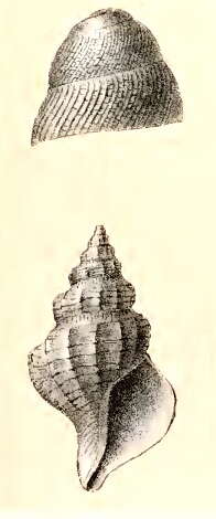 Image of Pleurotomella cala (R. B. Watson 1886)