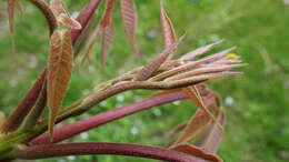 Image of shellbark hickory