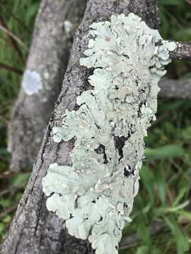 Image of Common greenshield lichen