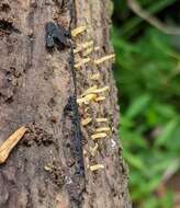 Imagem de Calocera cornea (Batsch) Fr. 1827