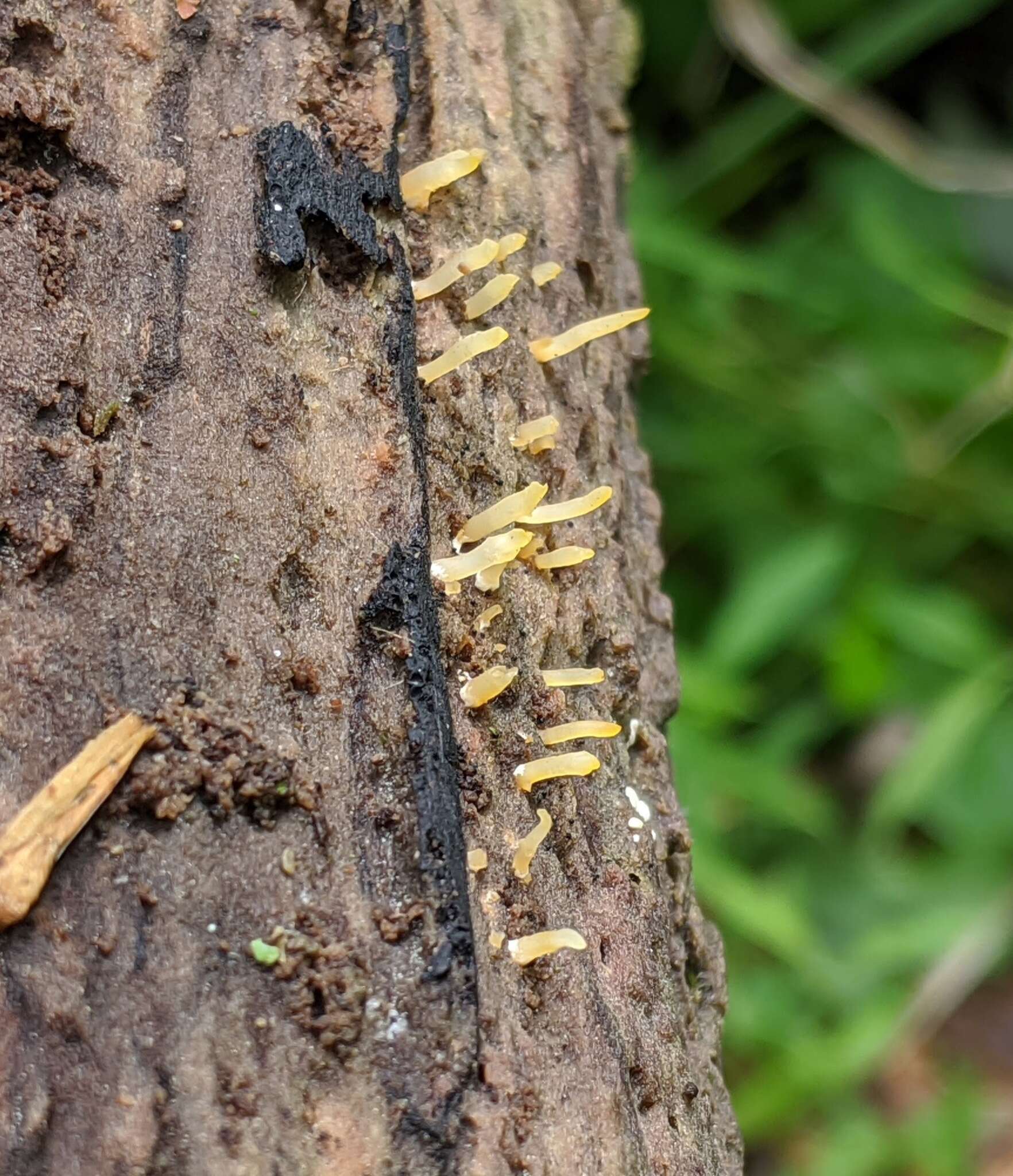 Imagem de Calocera cornea (Batsch) Fr. 1827