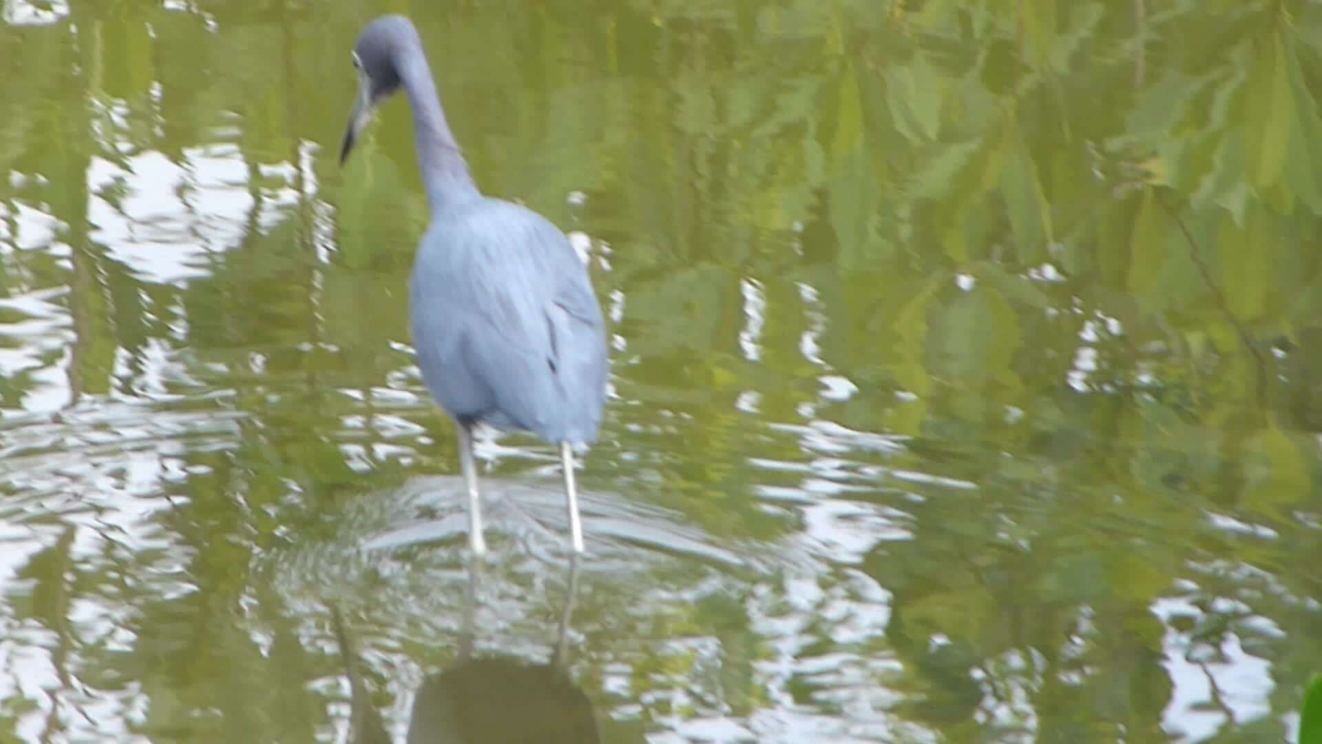 Image of Little Blue Heron