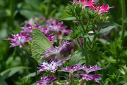 Image of annual phlox