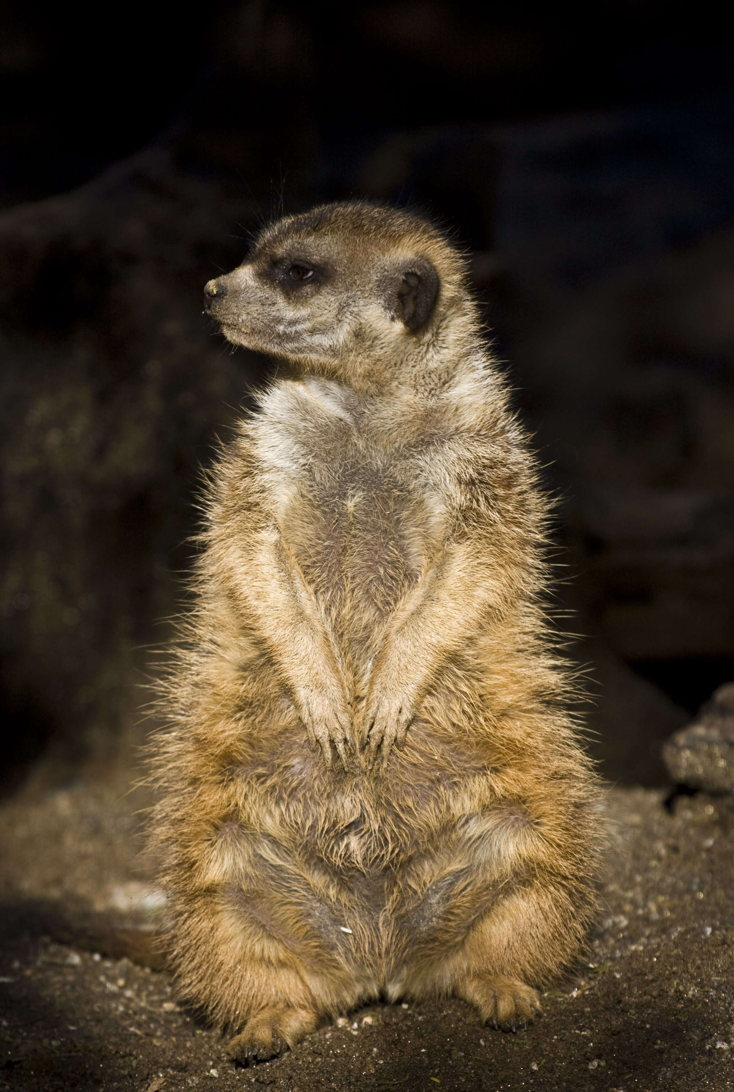 صورة Suricata Desmarest 1804