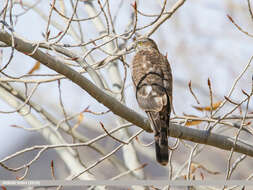 Image of Eurasian Sparrowhawk