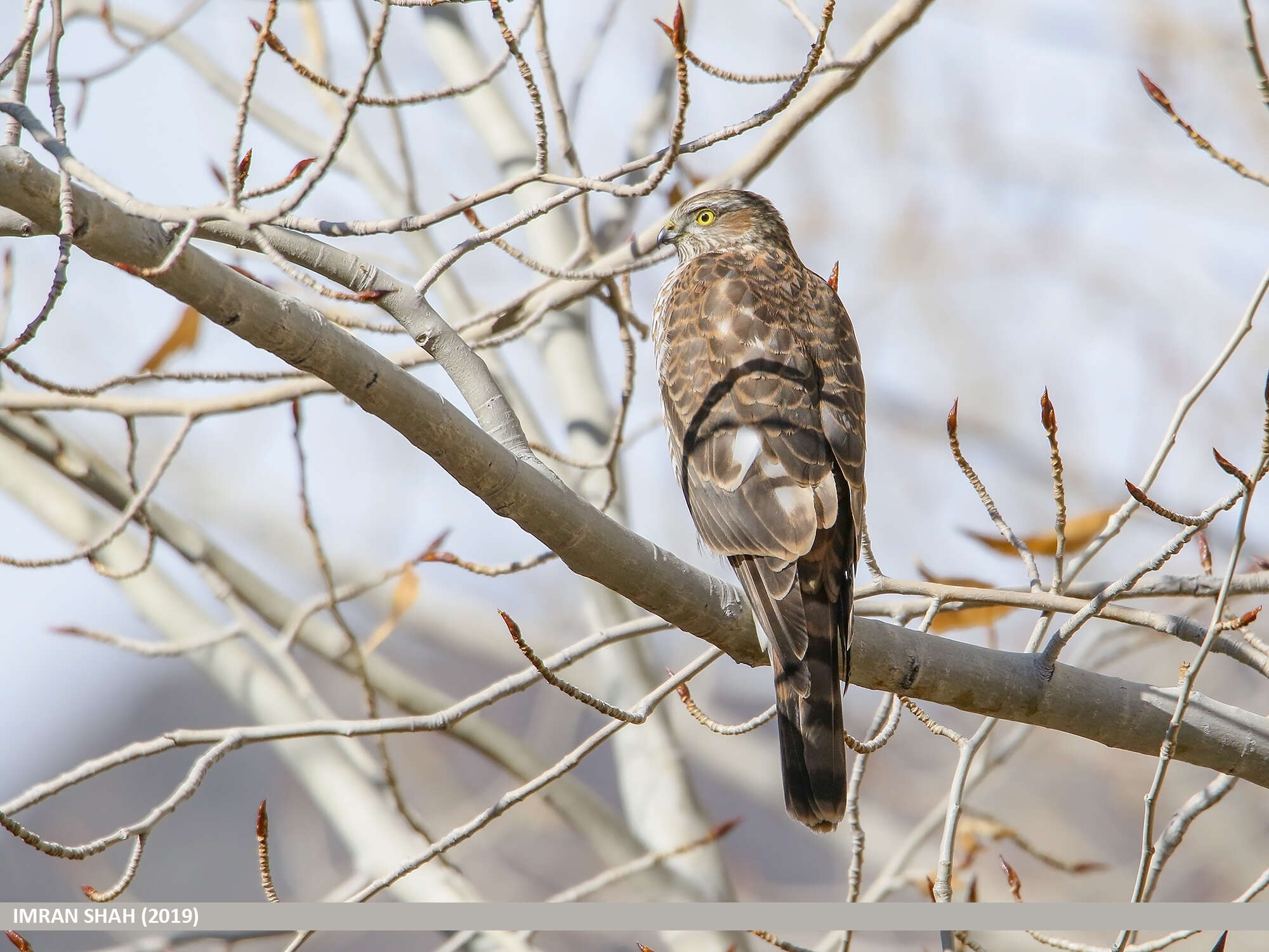 Image of Eurasian Sparrowhawk