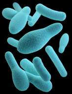 Image de Clostridium