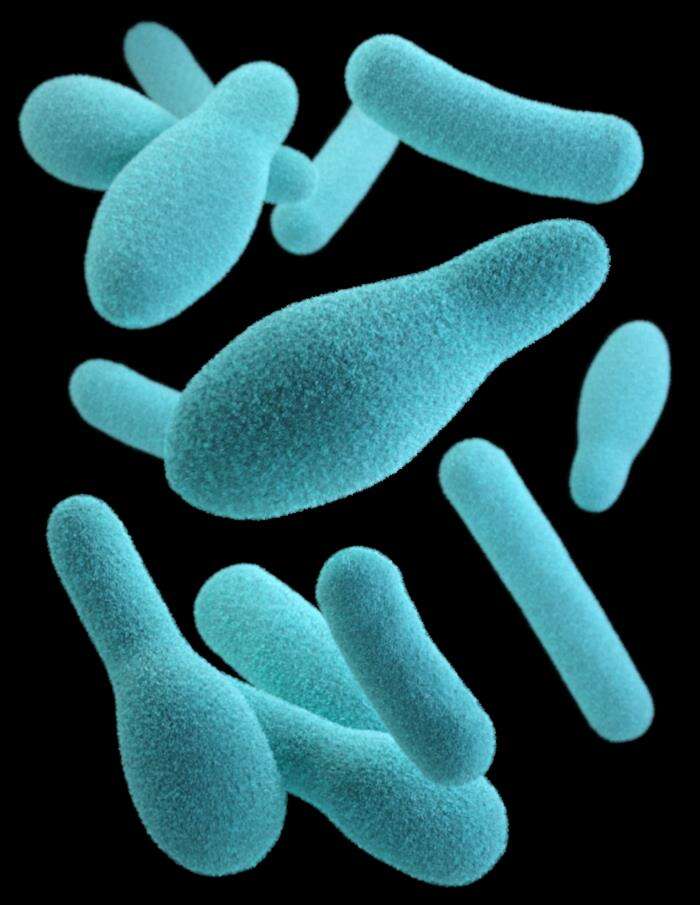 Image of Clostridium