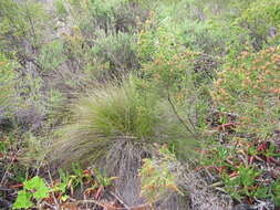 Image of bog-rush