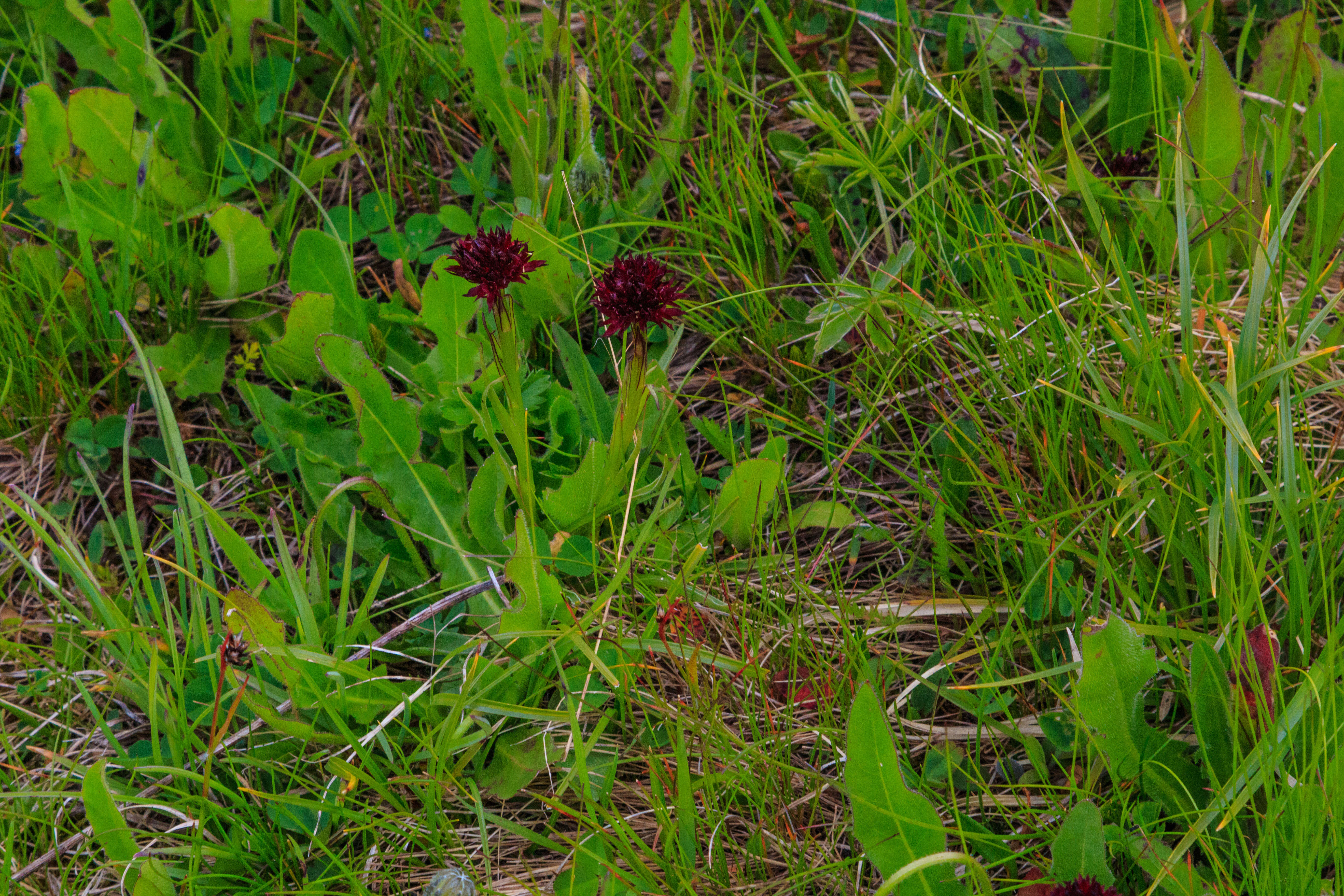 Gymnadenia nigra (L.) Rchb. fil.的圖片