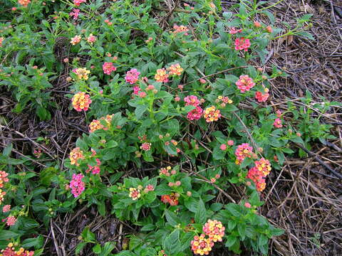 Image of lantana