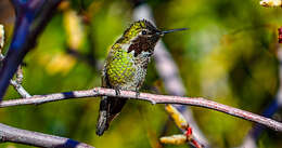 Image of Lesser Violetear