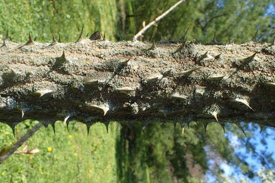 Image of castor aralia