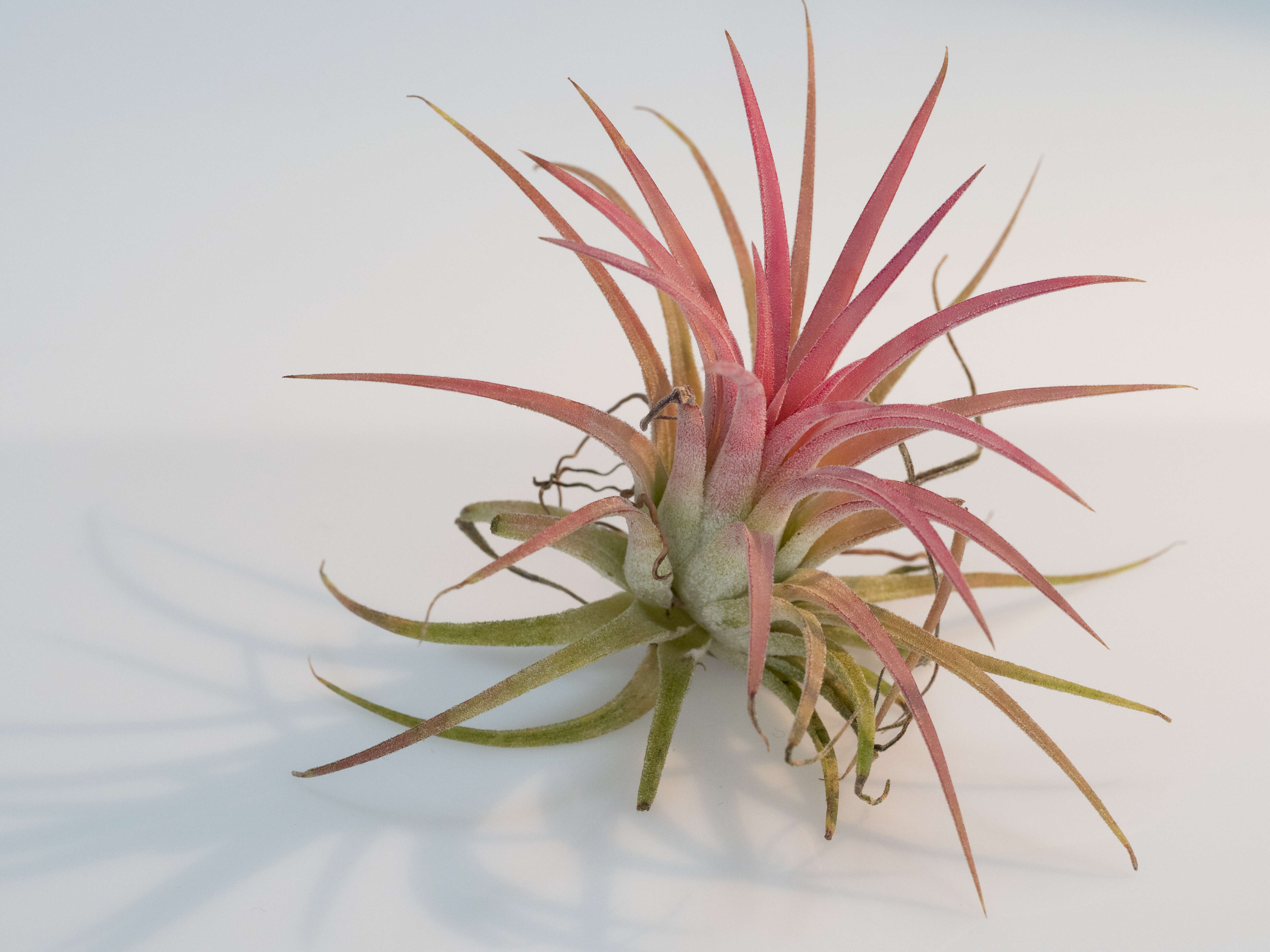 Image of Airplants