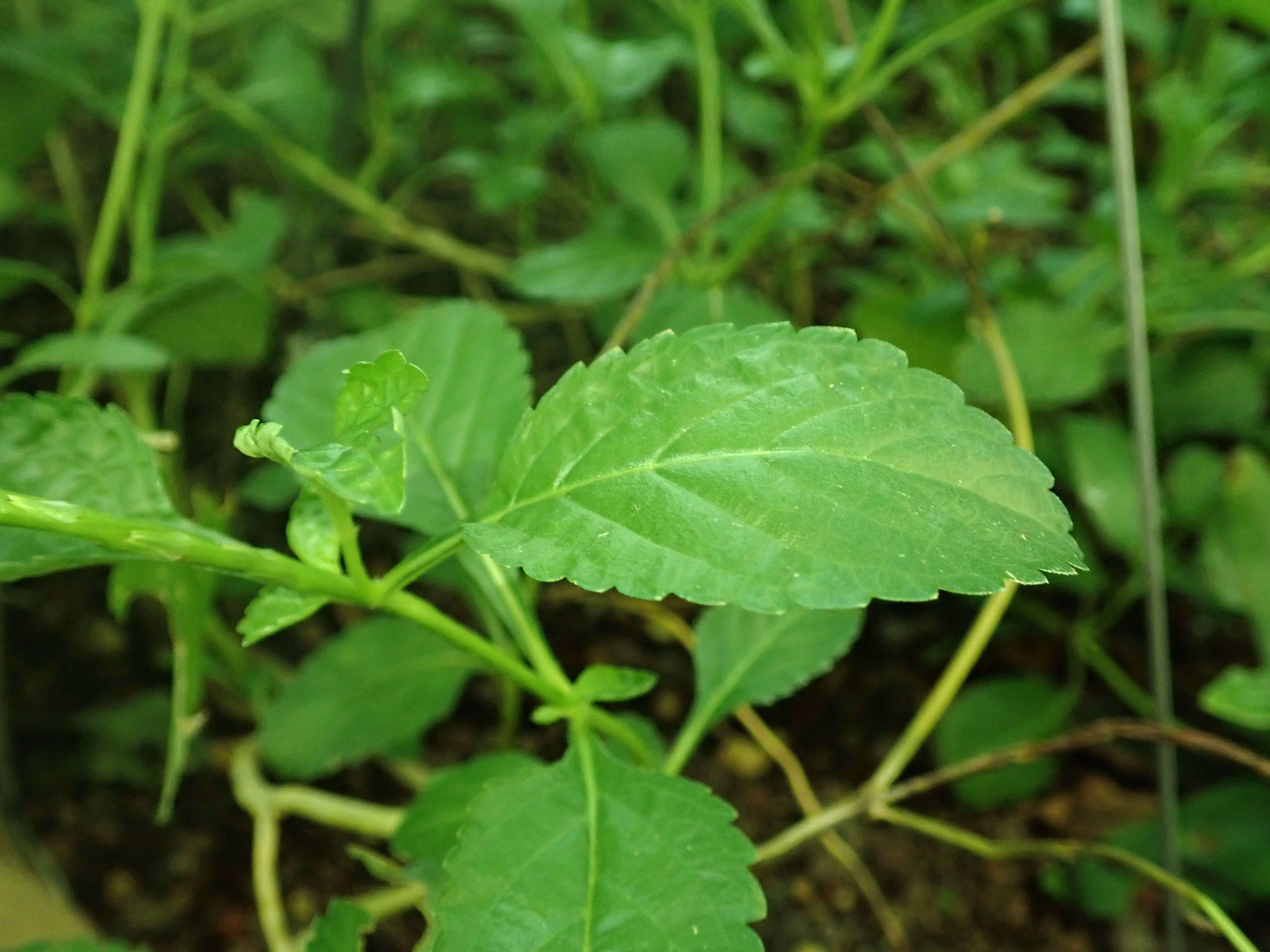 Image of Stachytarpheta indica (L.) Vahl