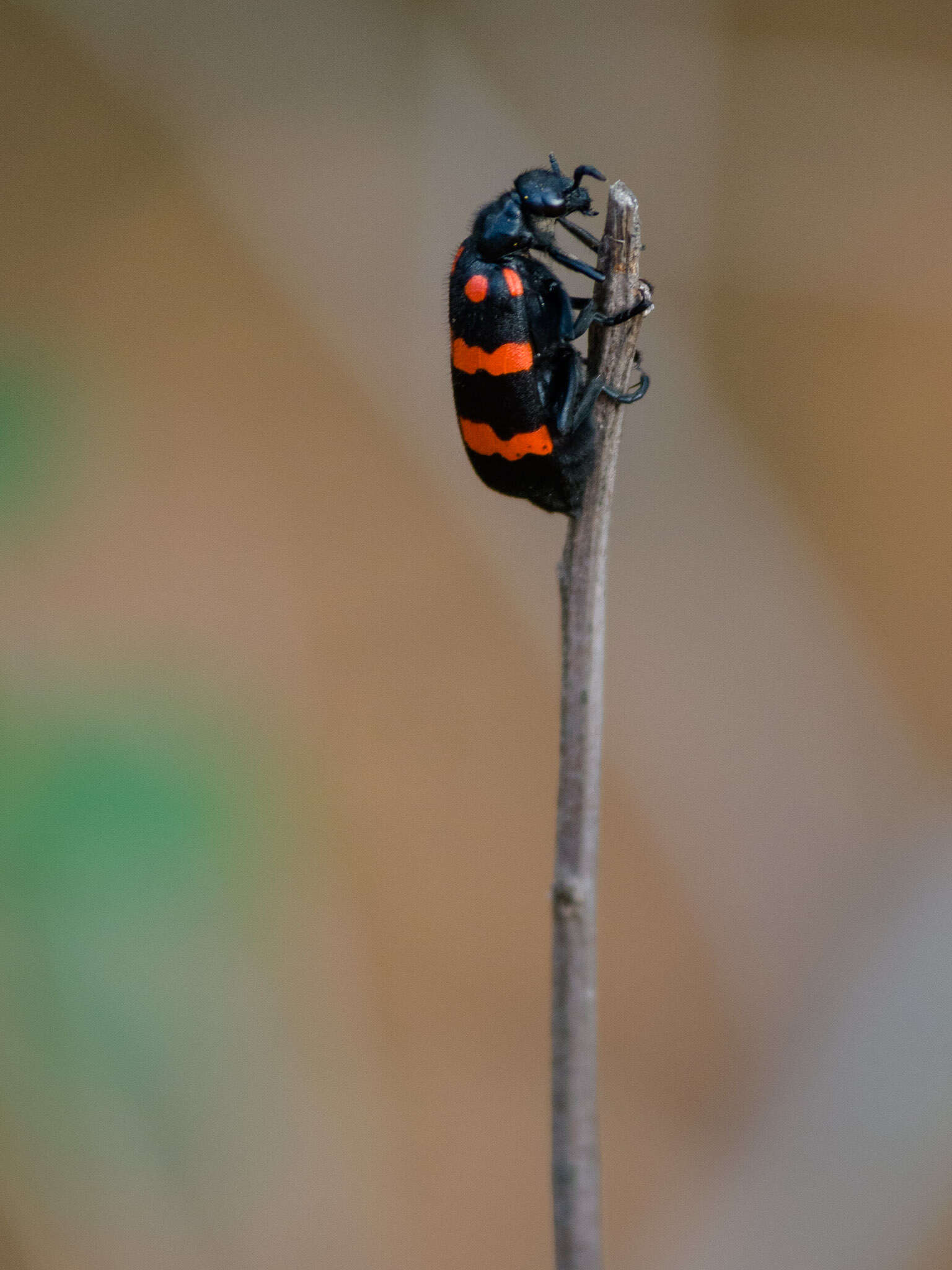 Image of Mylabris pustulata