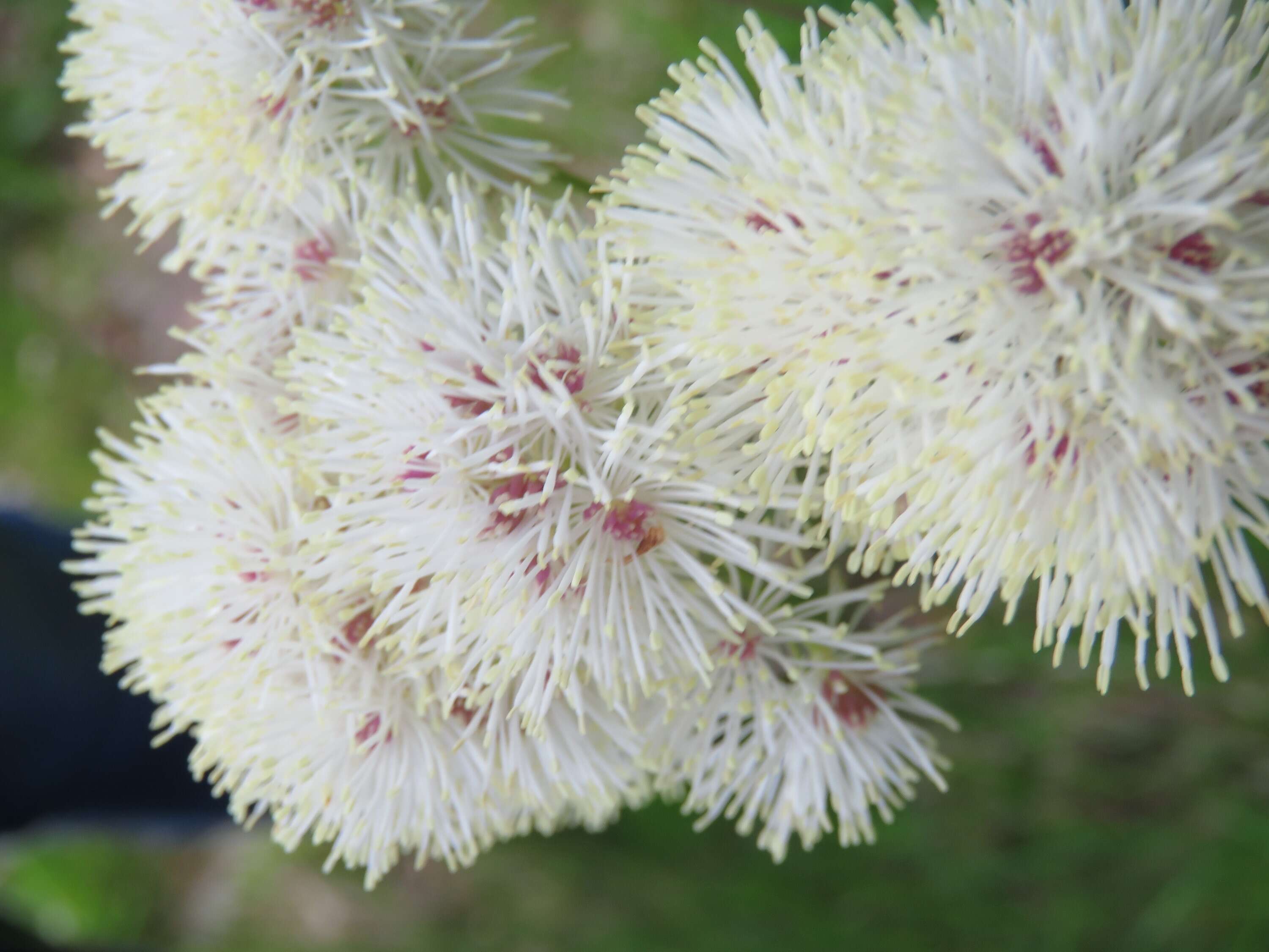 Image of Thalictrum aquilegiifolium