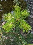 Image of Bristlecone Fir