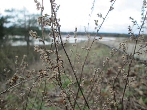 Image of field sagewort