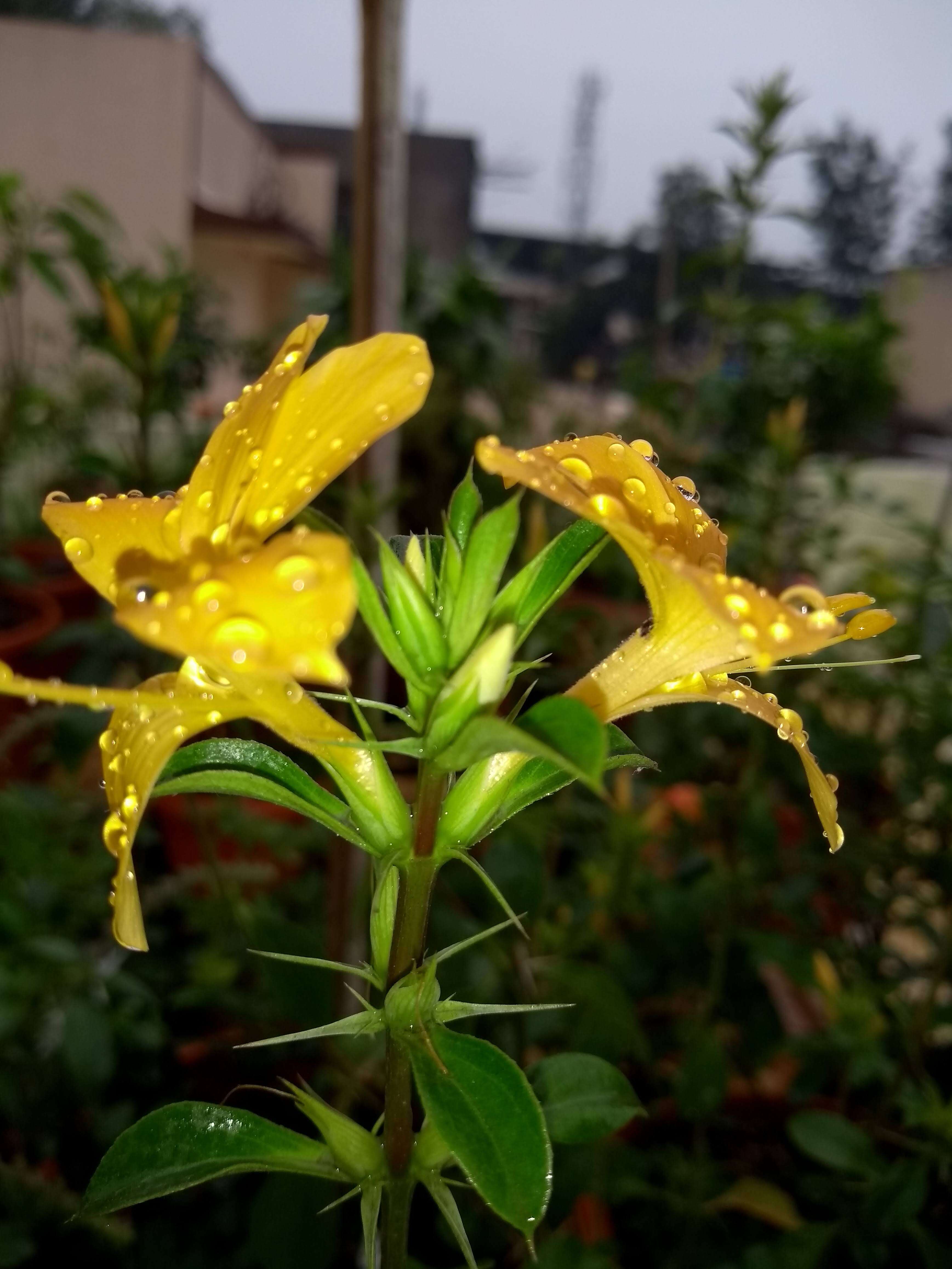 Plancia ëd Barleria prionitis L.