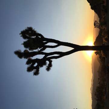 Слика од Yucca brevifolia Engelm.