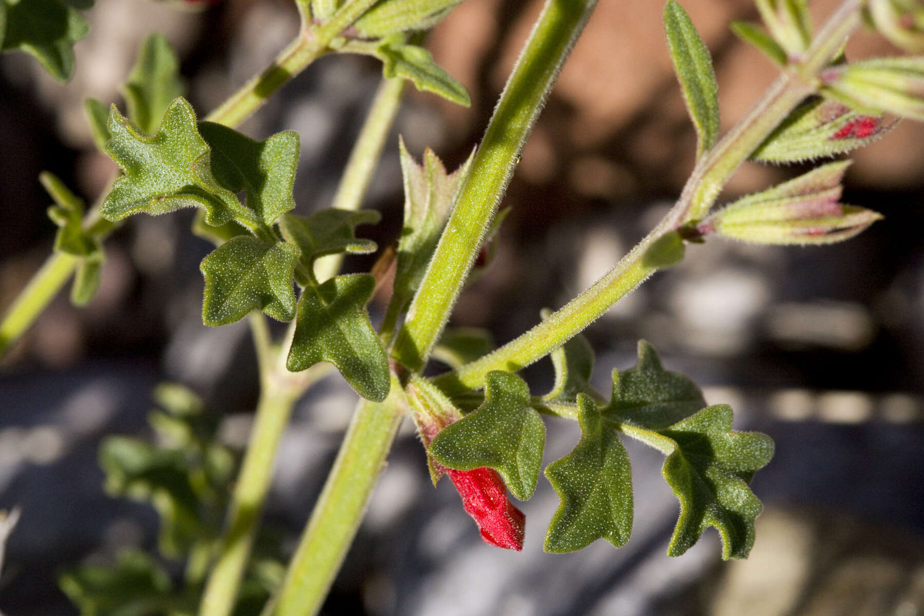 Image de Salvia henryi A. Gray