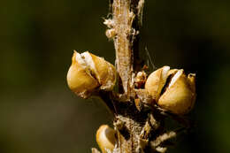 Image of Great Mullein