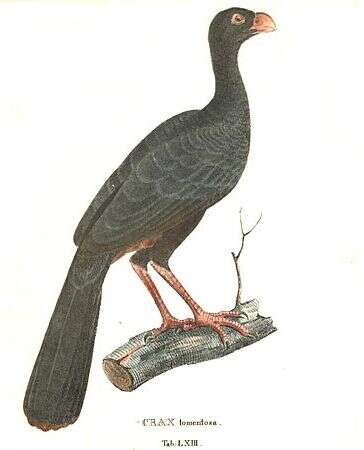 Image of Crestless Curassow