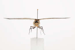 Image of Sentry Dragonfly