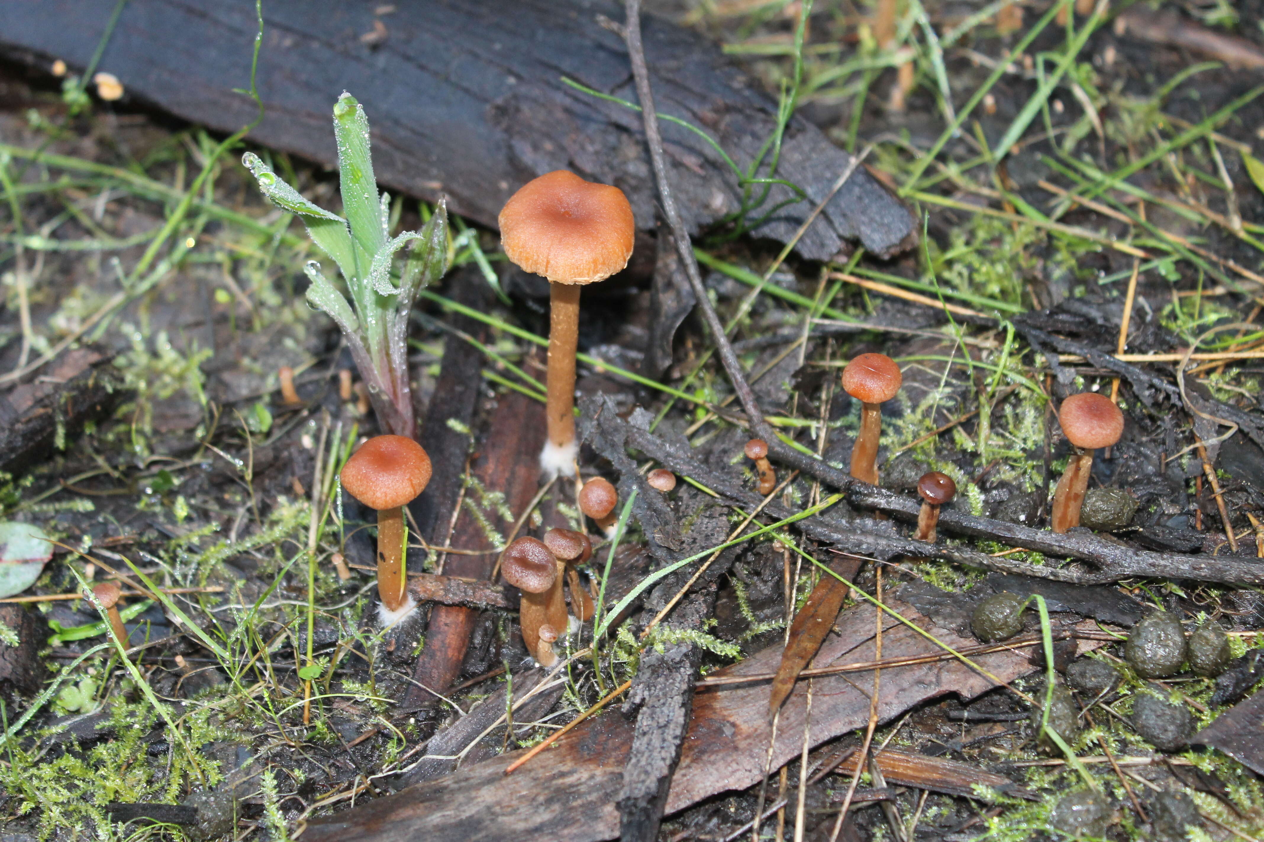 Image of Rhodocybe