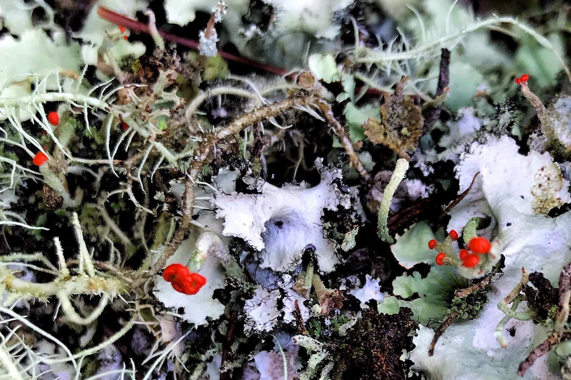 Image of Cladonia macilenta