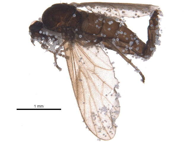 Image of Bolbomyiidae