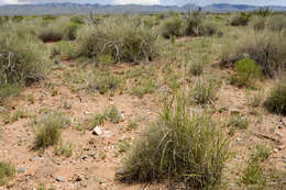 Image of mesa dropseed