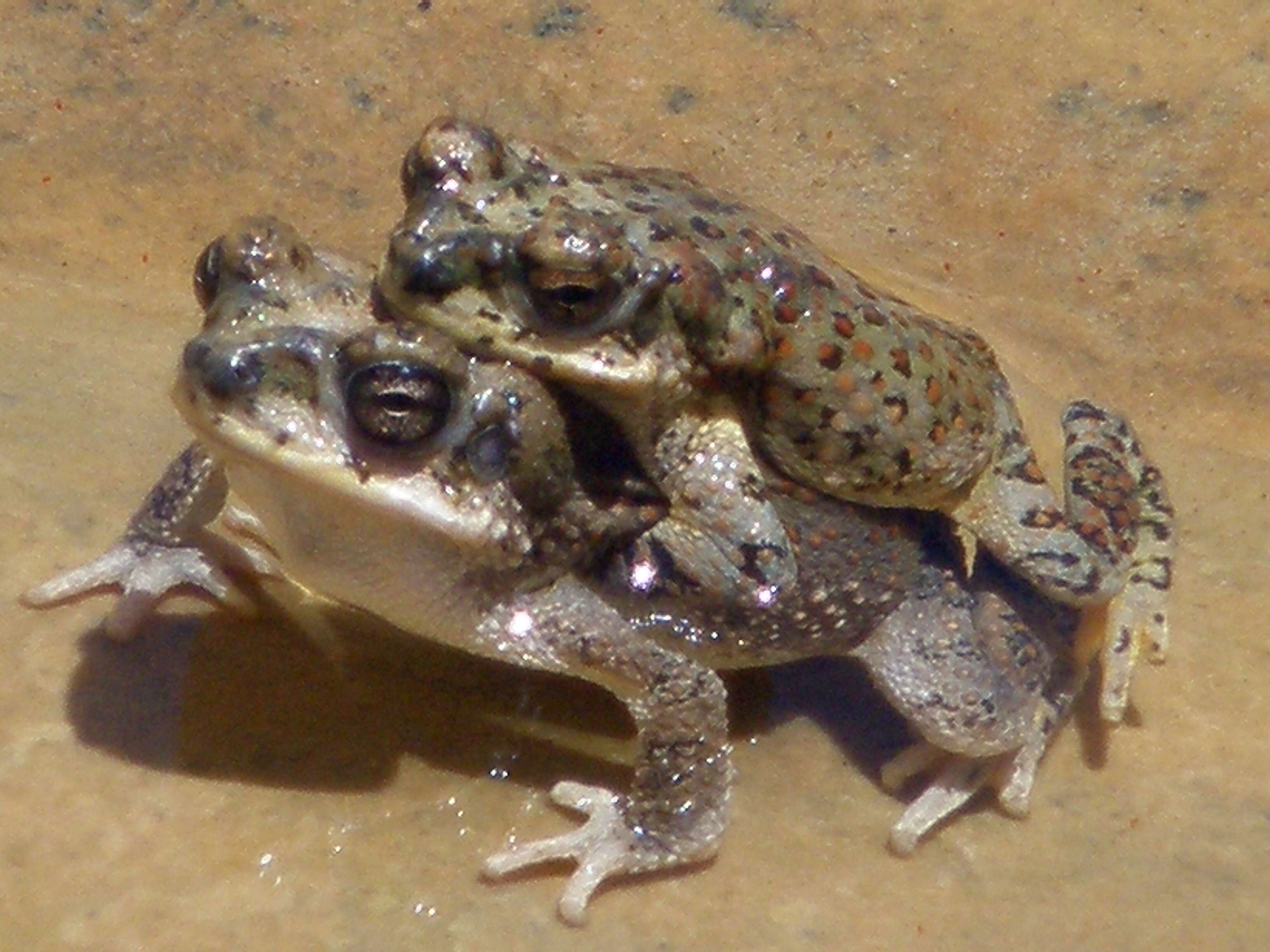 صورة Anaxyrus punctatus (Baird & Girard 1852)