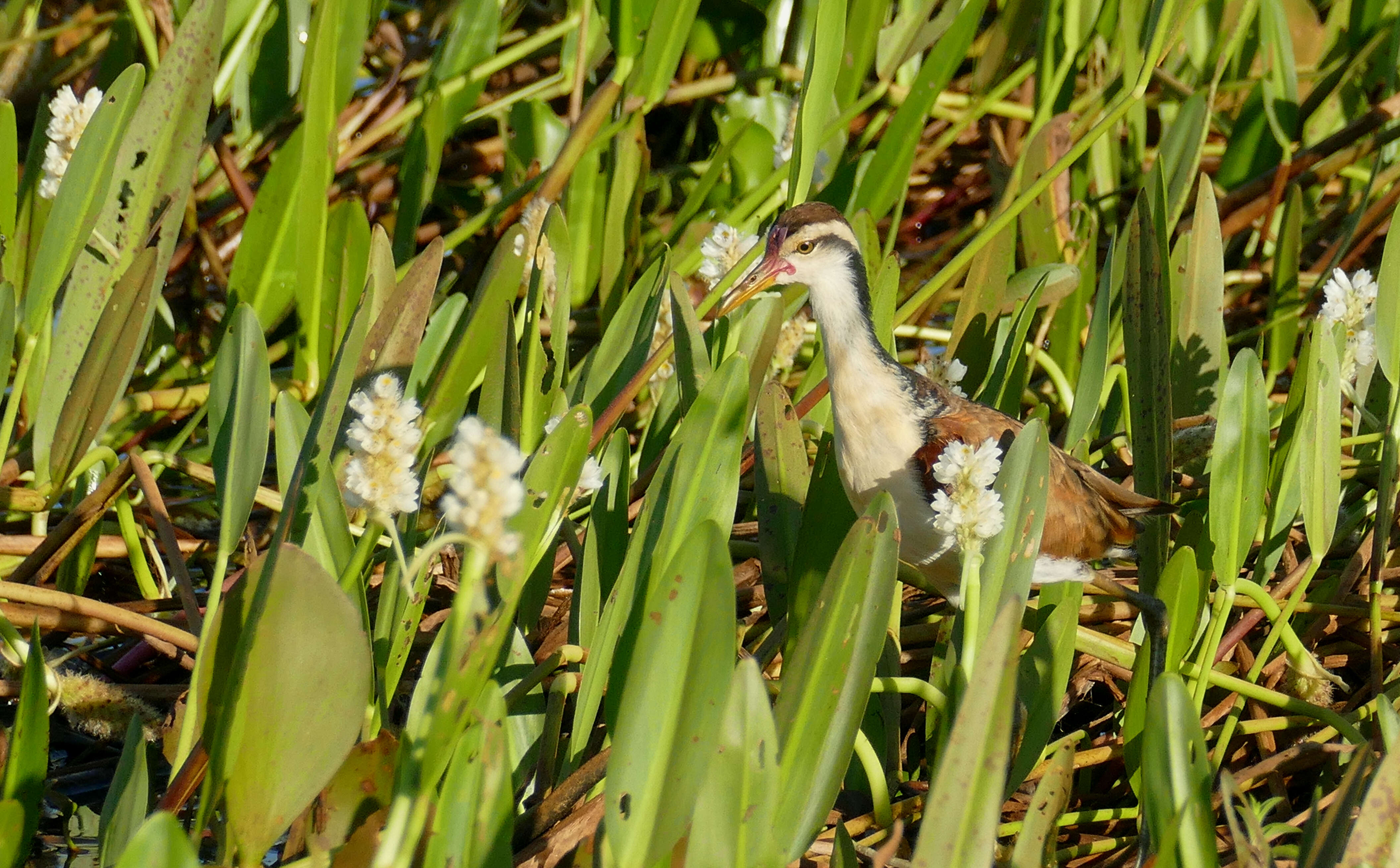 Image of Wattled Jacana