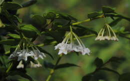 Image of Hoya lanceolata subsp. bella (Hook.) D. H. Kent