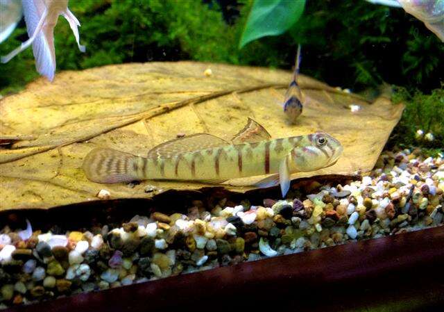 Image of Candy Cane Goby