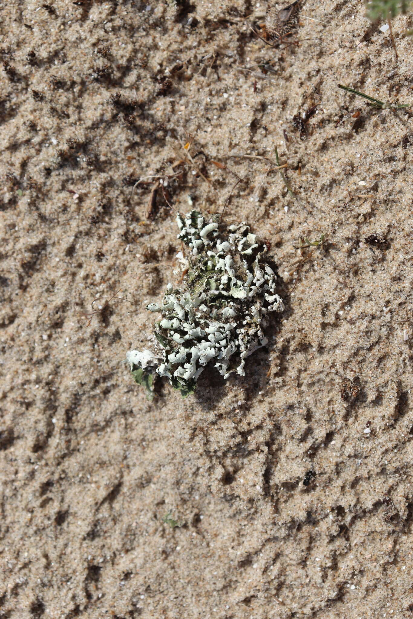 Image of Cladonia foliacea (Huds.) Willd.