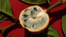 Image of Annona sylvatica A. St.-Hil.